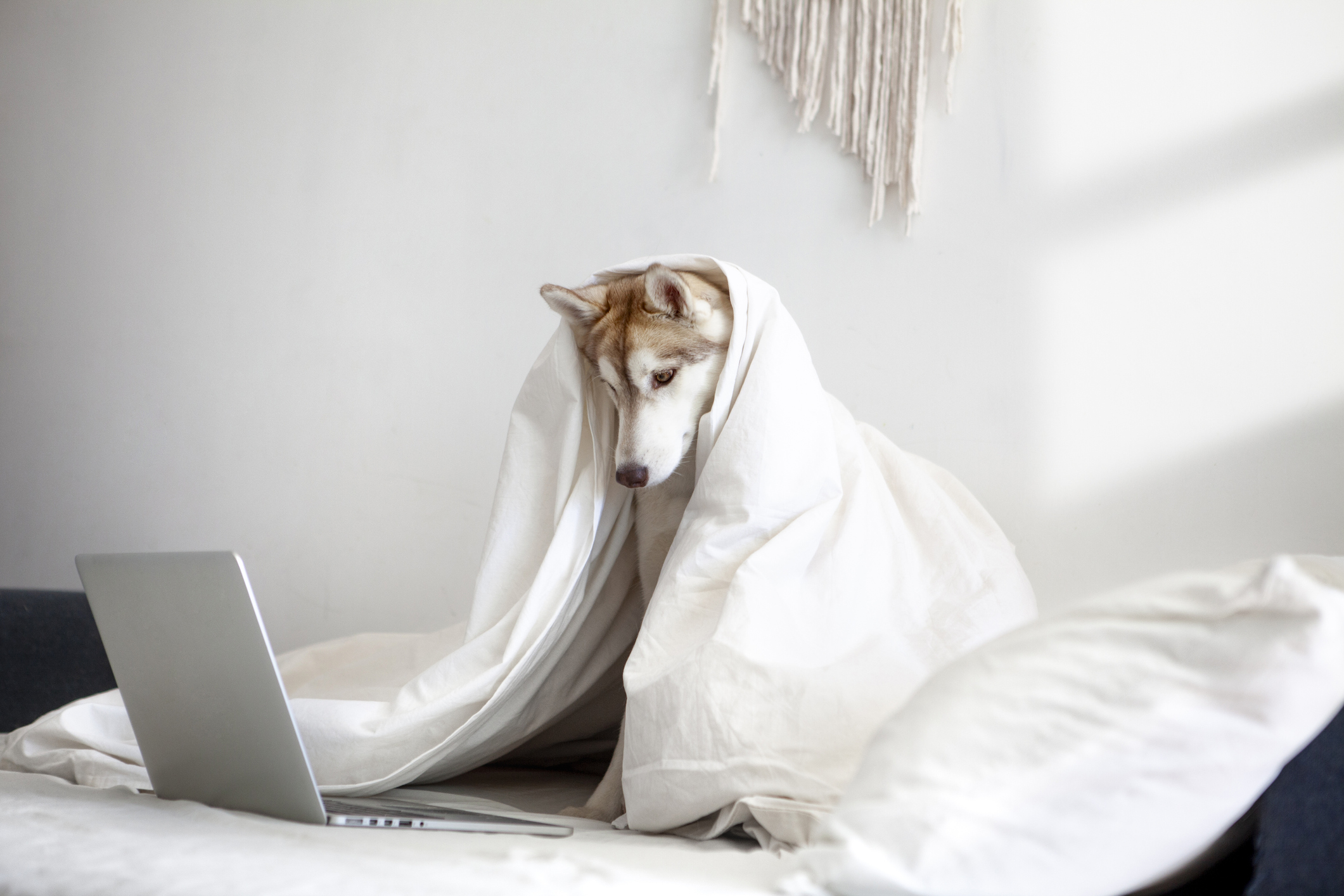 Covid Is No Longer An Emergency! Is It Time To Reconsider Your WFH Solution?